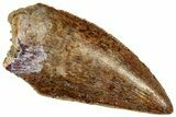 Serrated Raptor Tooth - Real Dinosaur Tooth #300951-1